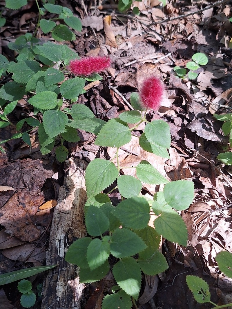 Acalypha herzogiana photo 7