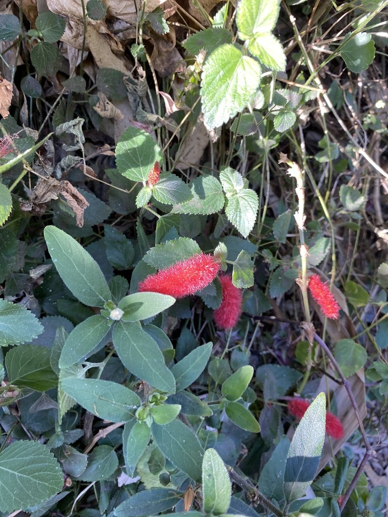 Acalypha herzogiana photo 8