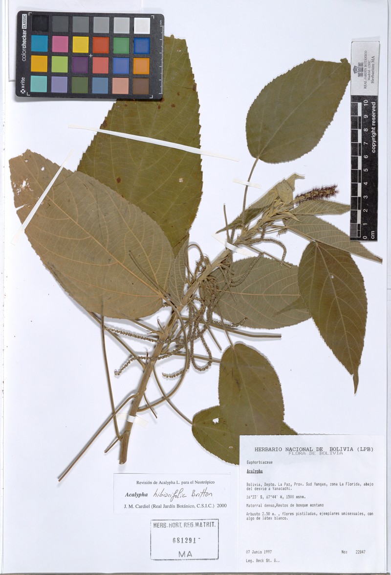 Acalypha hibiscifolia