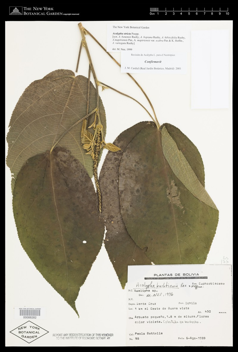 Acalypha hibiscifolia photo 2
