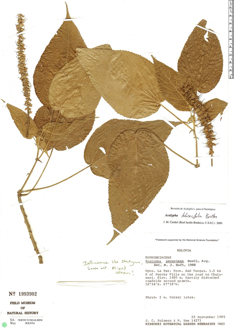 Acalypha hibiscifolia photo 3