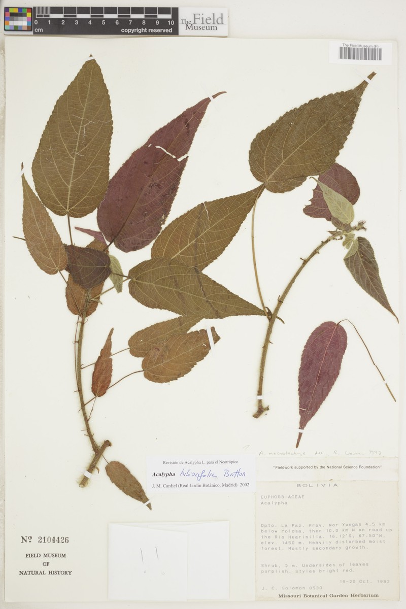 Acalypha hibiscifolia photo 4