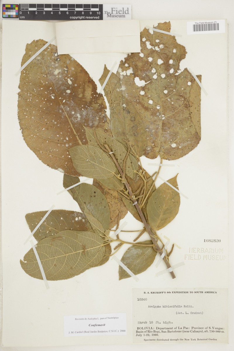 Acalypha hibiscifolia photo 5
