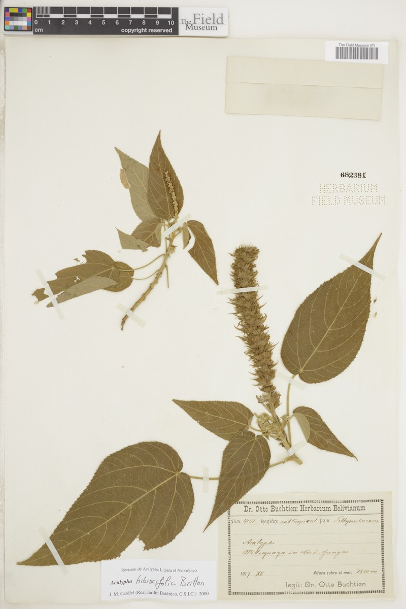 Acalypha hibiscifolia photo 6