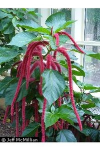 Red-Hot Cat's Tail