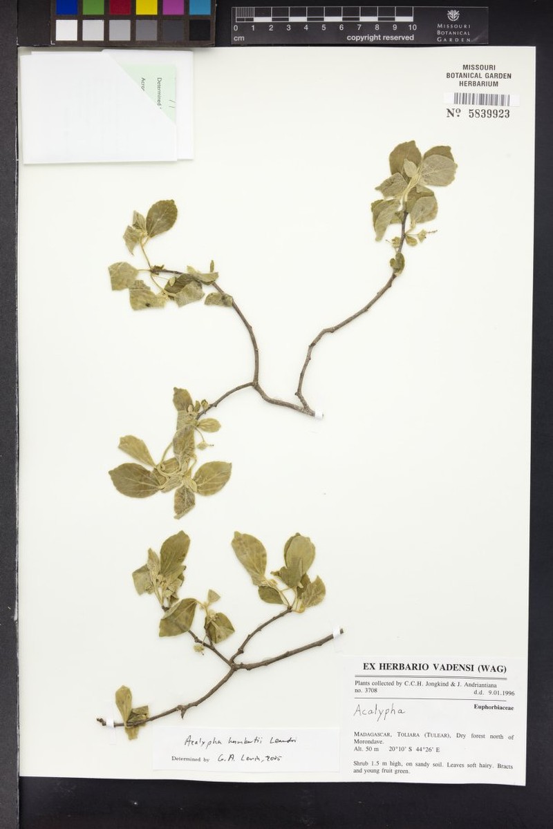 Acalypha humbertii