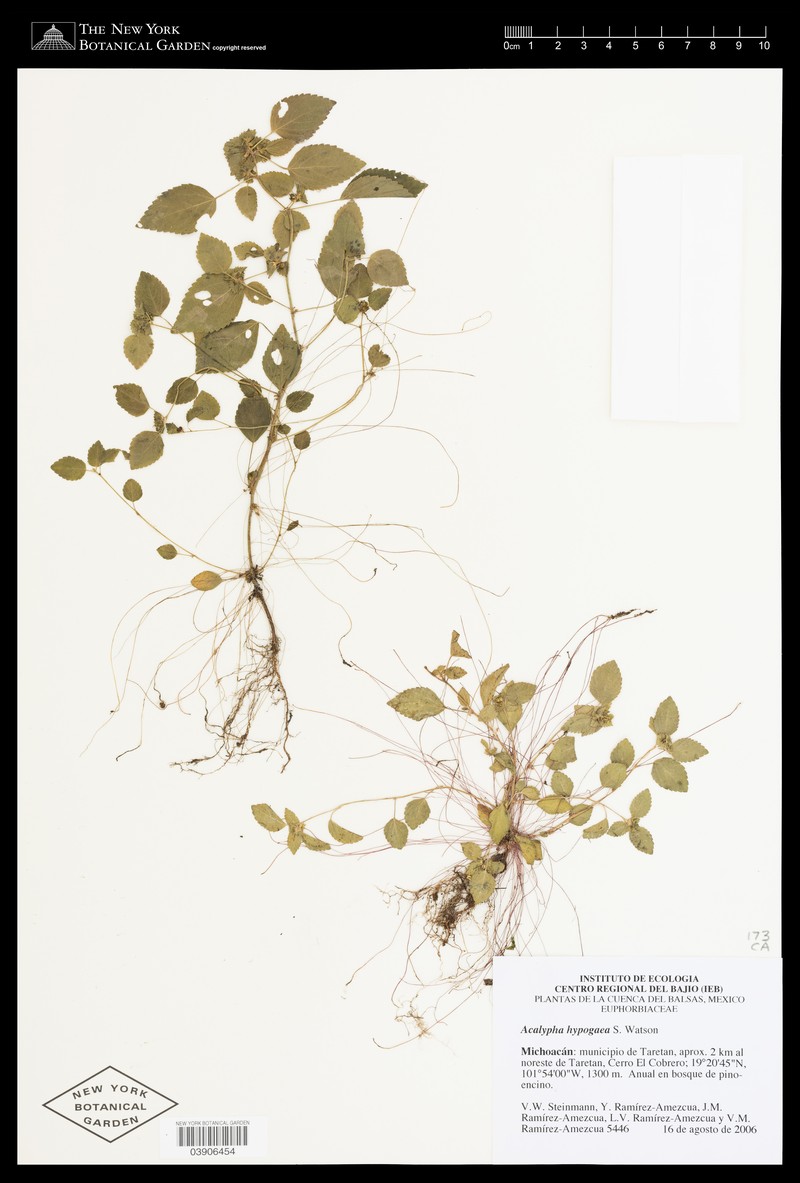 Acalypha hypogaea