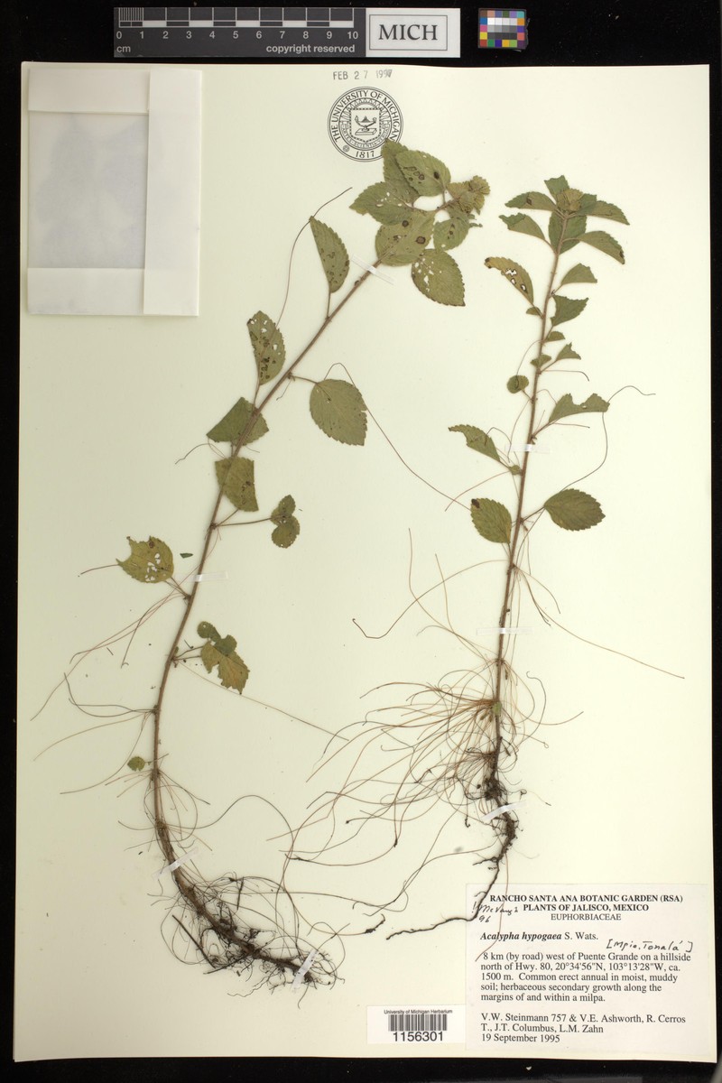 Acalypha hypogaea photo 2