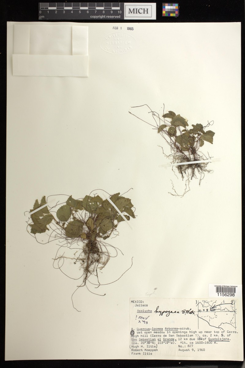 Acalypha hypogaea photo 3
