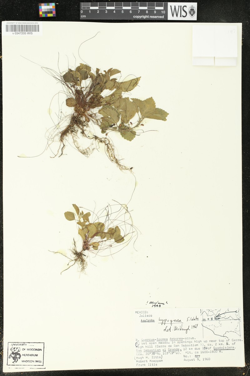 Acalypha hypogaea photo 4