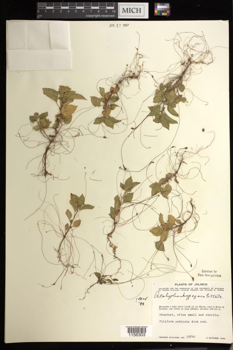 Acalypha hypogaea photo 5