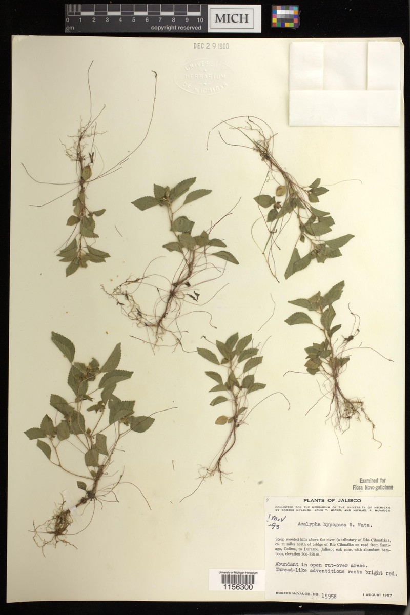 Acalypha hypogaea photo 6