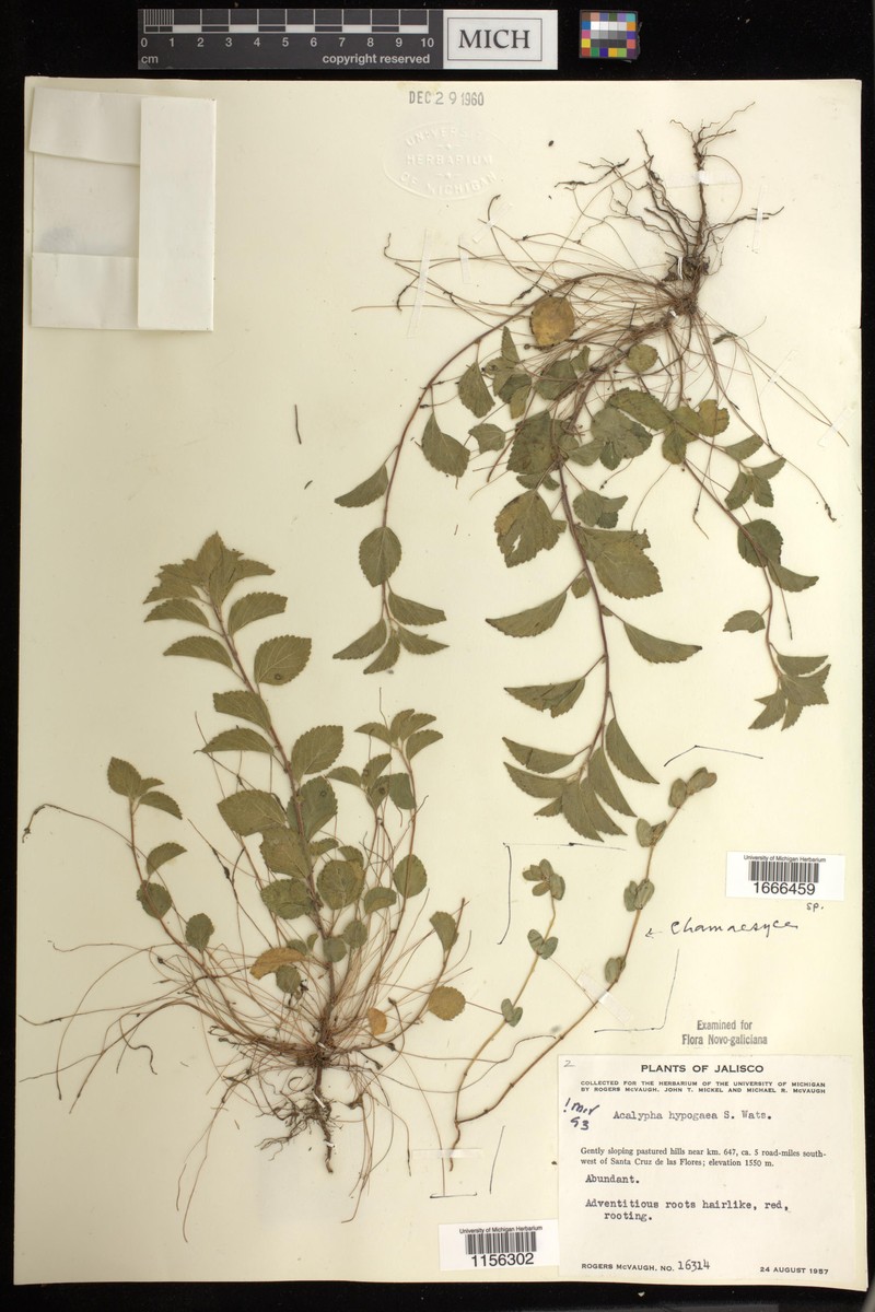 Acalypha hypogaea photo 7