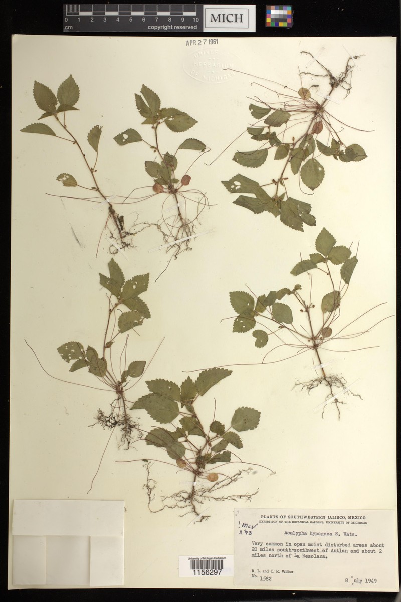 Acalypha hypogaea photo 8