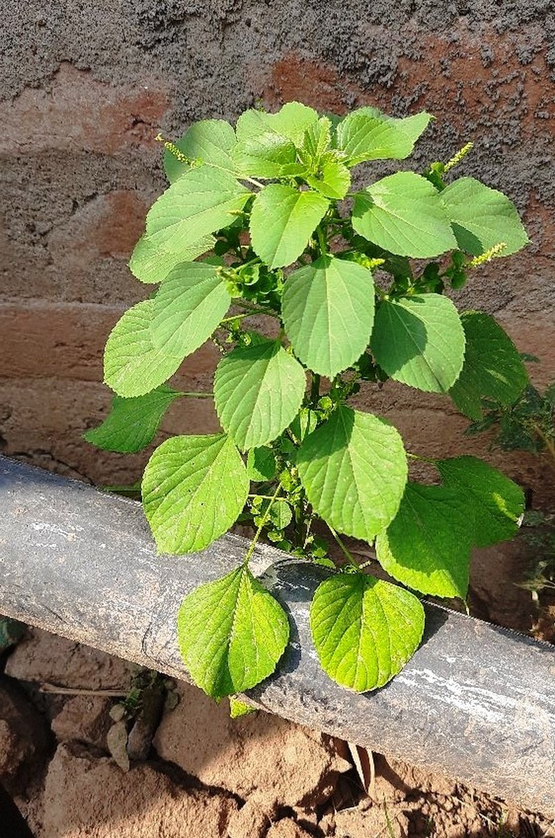 Indian Acalypha photo 3
