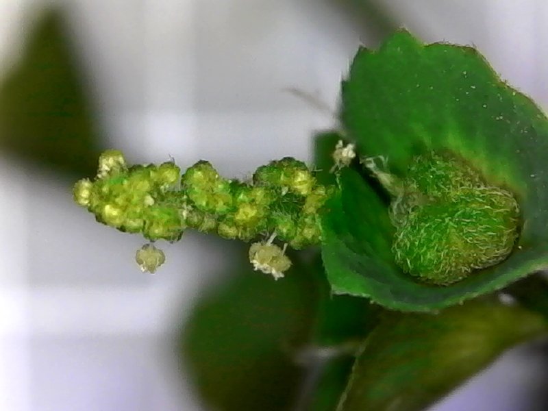Indian Acalypha photo 5
