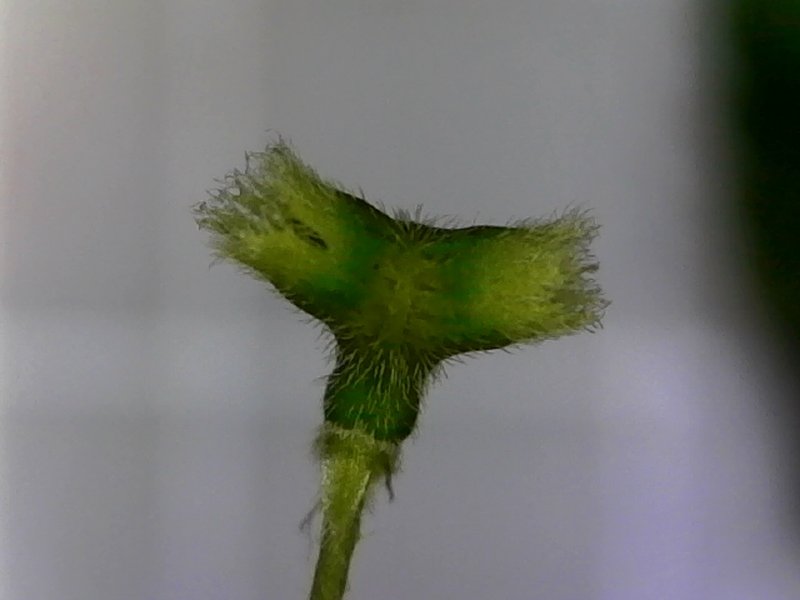 Indian Acalypha photo 6
