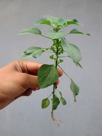 Indian Acalypha