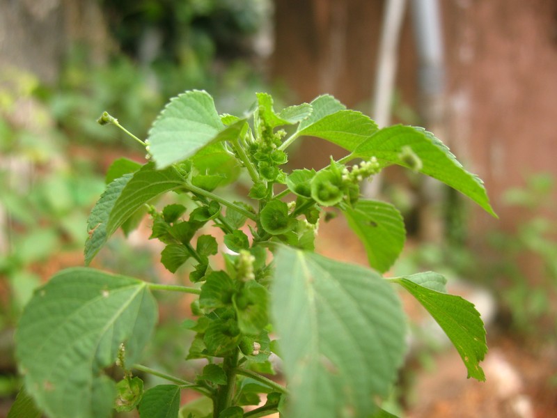 Indian Acalypha photo 2