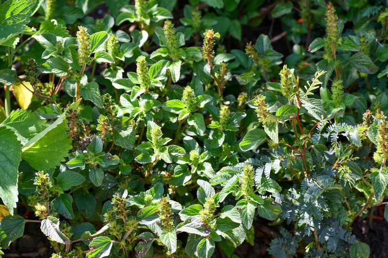 Acalypha infesta