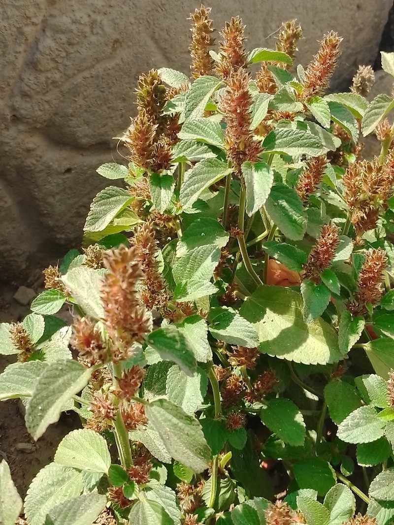 Acalypha infesta photo 2