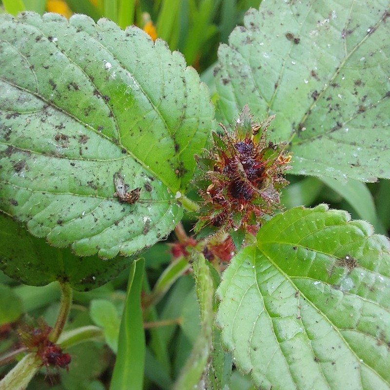Acalypha infesta photo 3