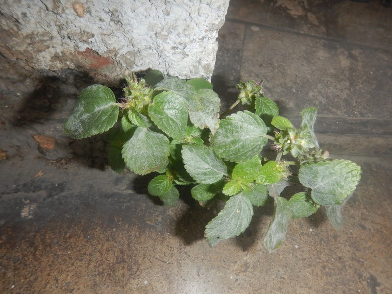 Acalypha infesta photo 4