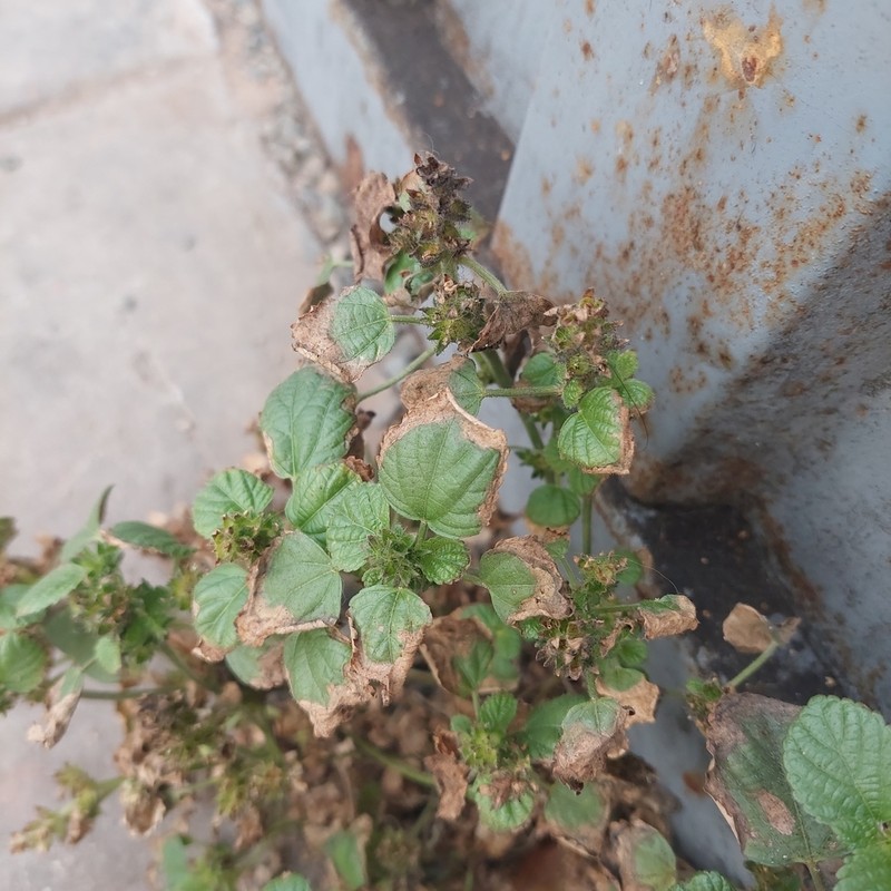 Acalypha infesta photo 5