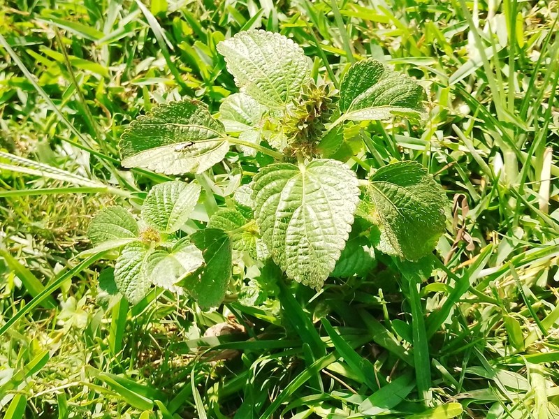 Acalypha infesta photo 6