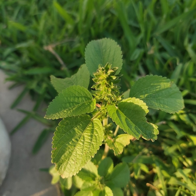 Acalypha infesta photo 7