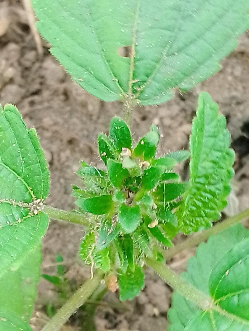 Acalypha infesta photo 8