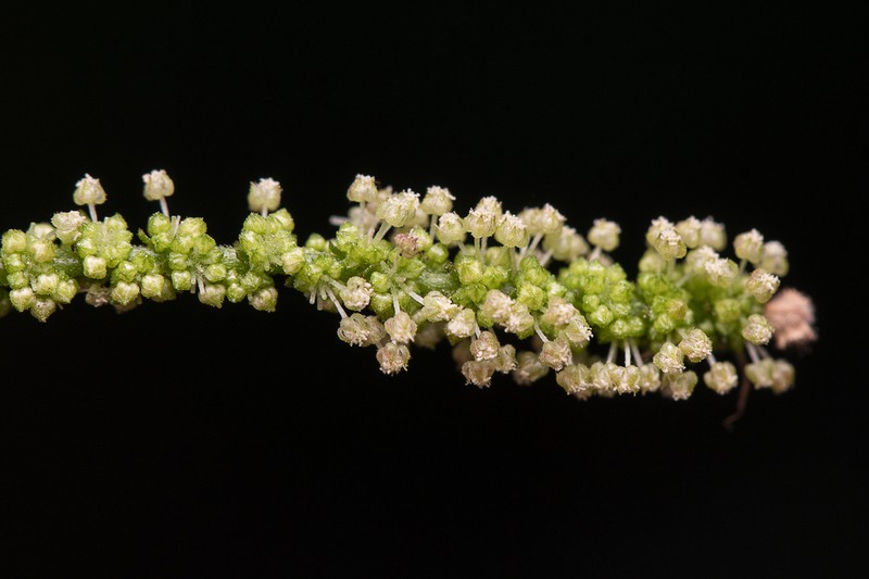 Acalypha inselbergensis