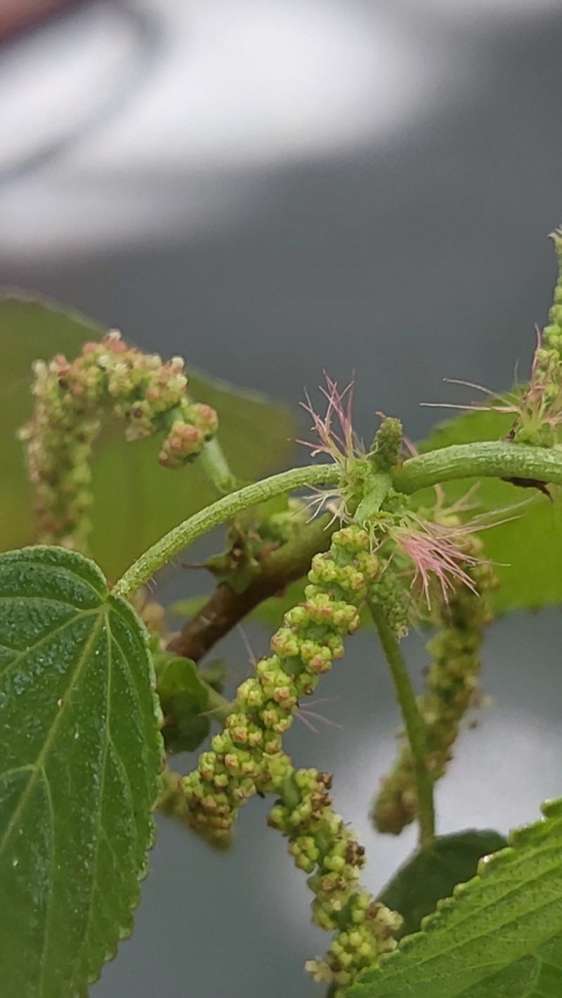 Acalypha inselbergensis photo 2