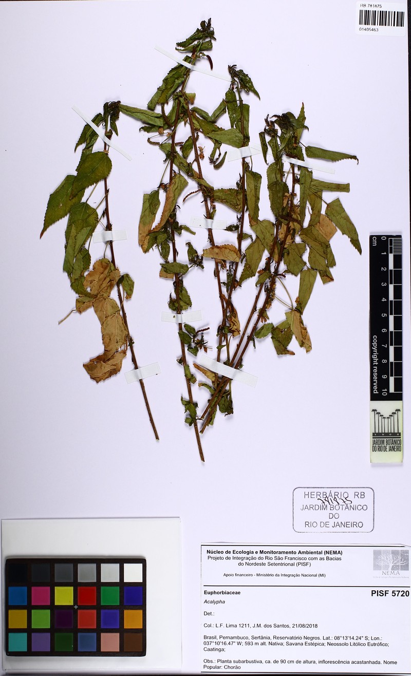 Acalypha inselbergensis photo 3