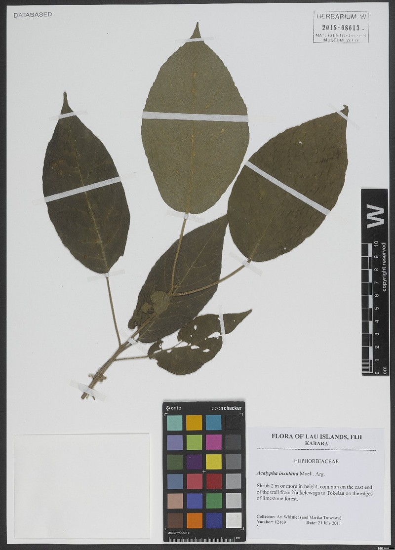 Acalypha insulana
