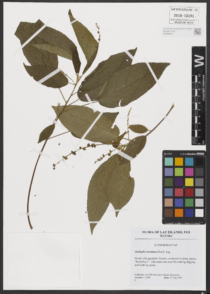 Acalypha insulana photo 2
