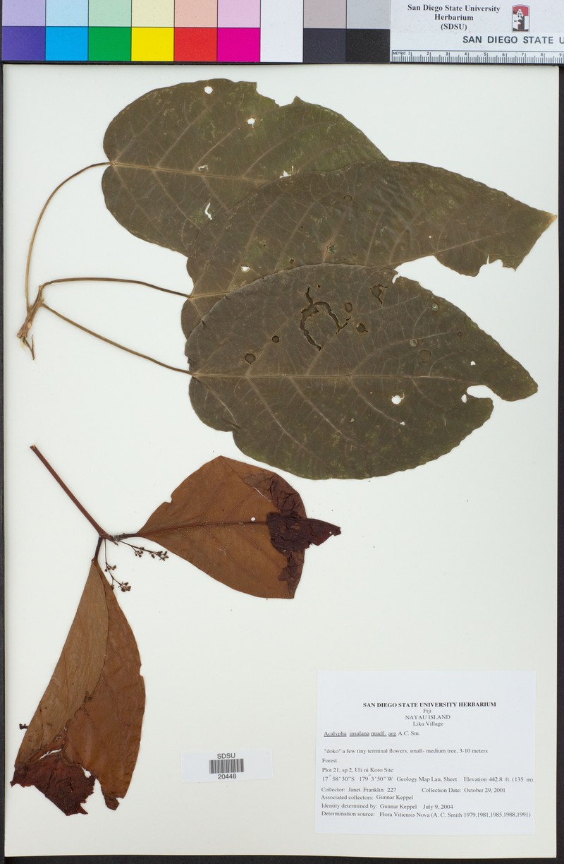 Acalypha insulana photo 3