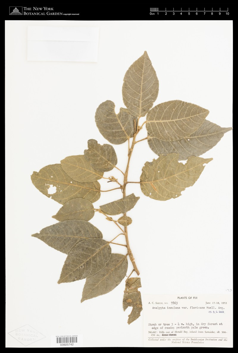 Acalypha insulana photo 4