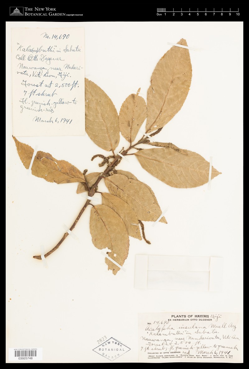 Acalypha insulana photo 5