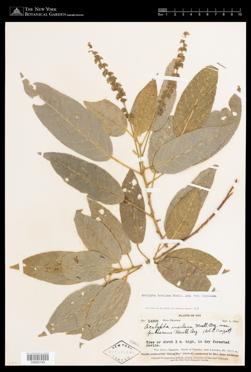 Acalypha insulana photo 6
