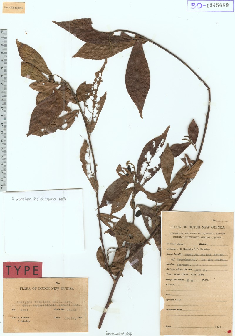 Acalypha insulana photo 7