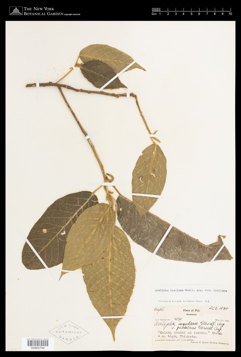Acalypha insulana photo 8