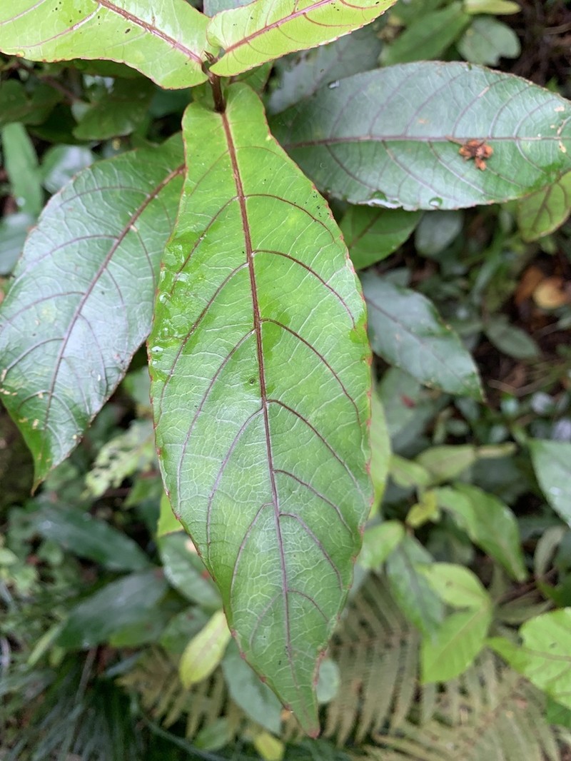 Acalypha integrifolia