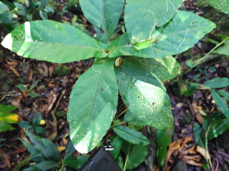 Acalypha integrifolia photo 2