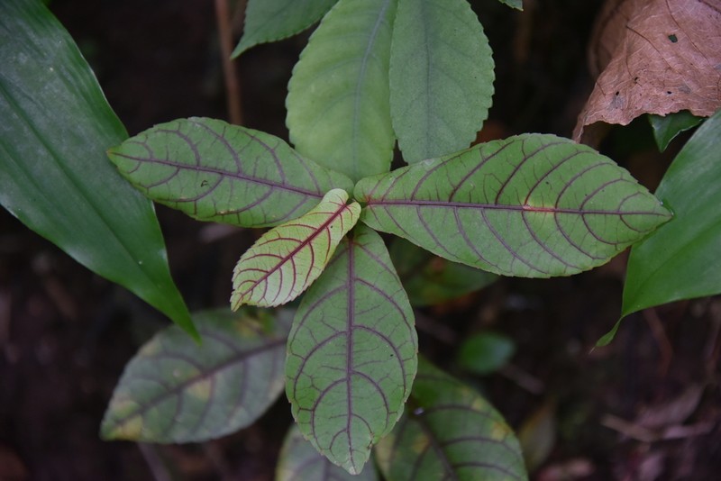 Acalypha integrifolia photo 3