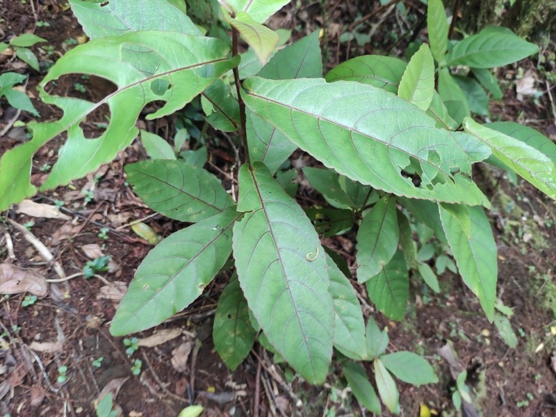 Acalypha integrifolia photo 4