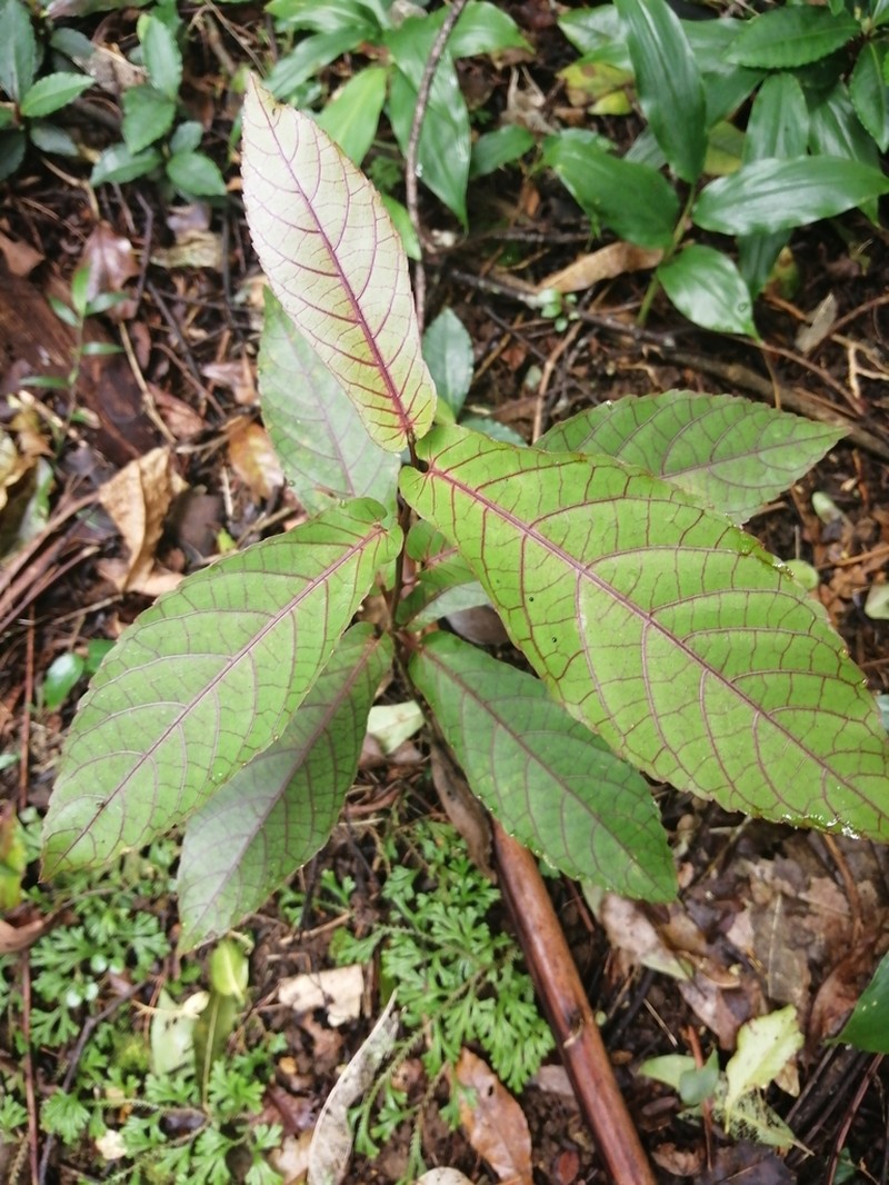 Acalypha integrifolia photo 5