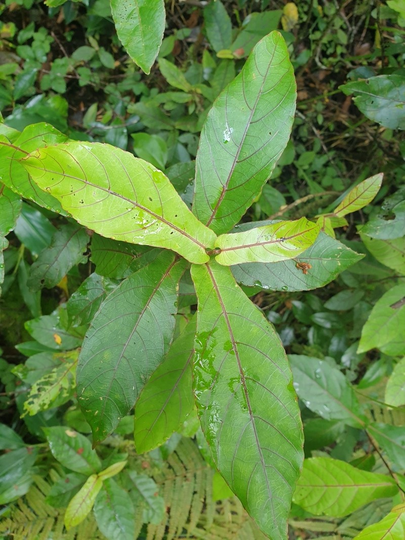 Acalypha integrifolia photo 6