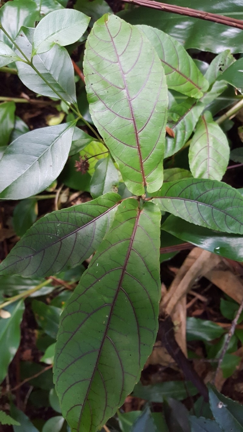 Acalypha integrifolia photo 7