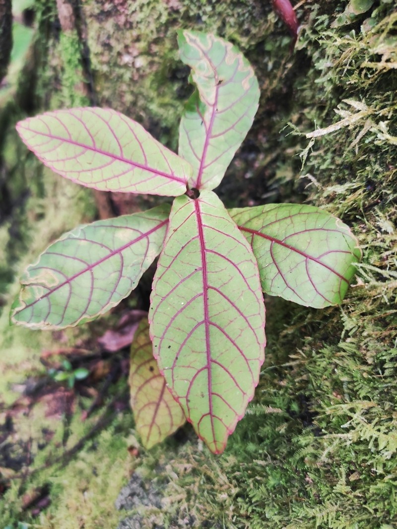 Acalypha integrifolia photo 8